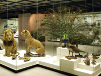 Государственный Дарвиновский музей